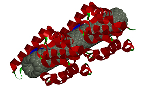 Carbon nanotube with lysozyme
