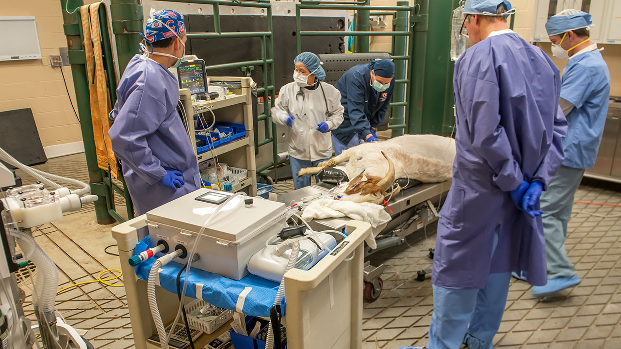 On Friday, April 3, a 200-pound male Boer goat was anesthetized and ventilated with a RE-InVENT system for approximately two hours in Auburn’s College of Veterinary Medicine’s Vaughan Large Animal Teaching Hospital.