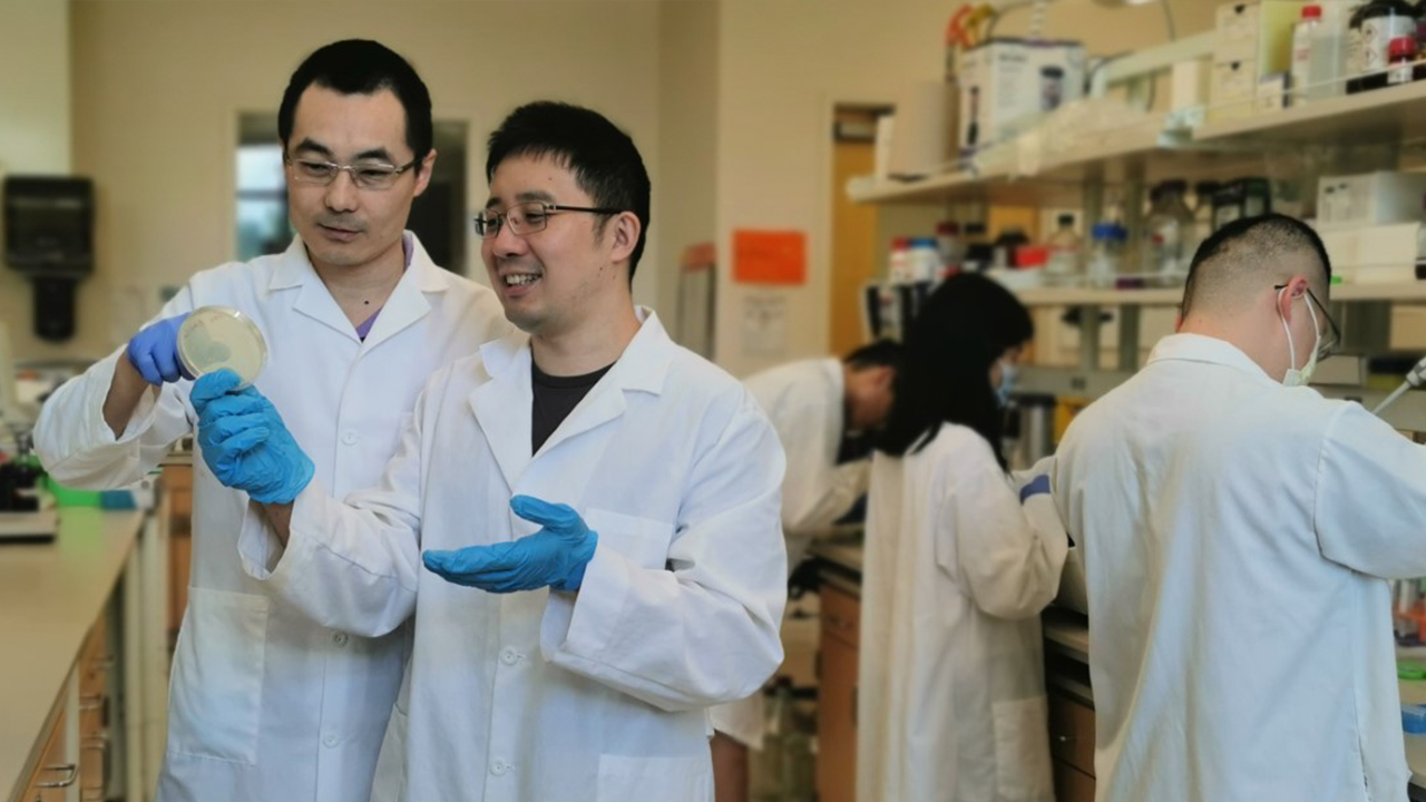 Yi Wang (left), associate professor in the Department of Biosystems Engineering, works with his post-doc Yuechao Ma in the lab. The research from Wang’s lab for renewable fatty acid ester production has been recently published and highlighted by the journal of Nature Communications.