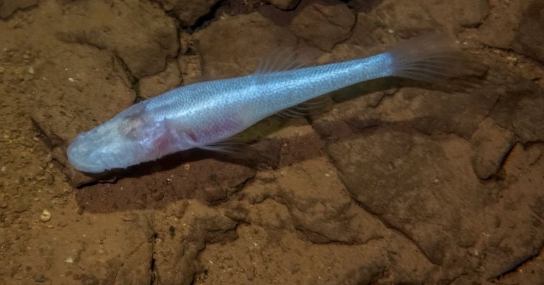 /images/news/cavefish-1-for-au-wire.png