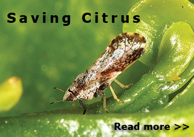 Asian_Citrus_Psyllid_adult_new.jpg