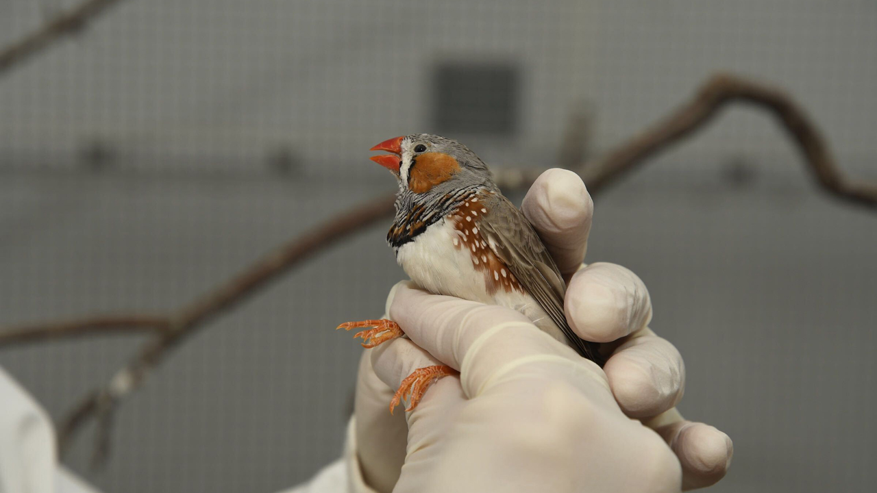 Researchers will study the stress responses of zebra finches with a recent award from the National Science Foundation. 