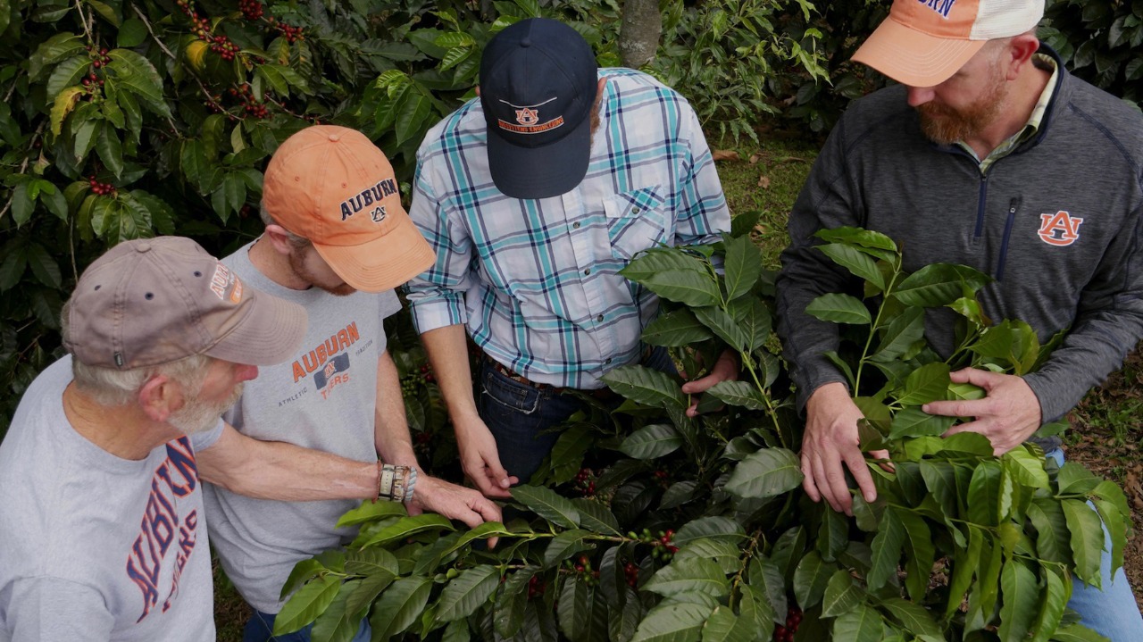 Brodbeck family inspects coffee plants in Guatemala.