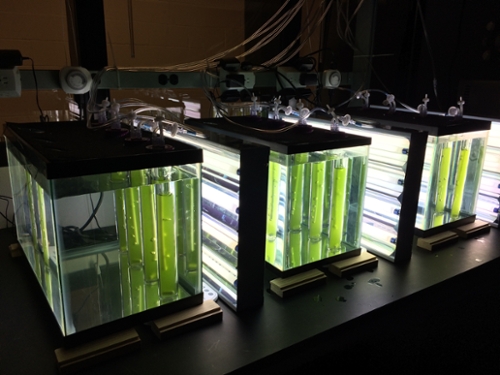 algae bioreactor system